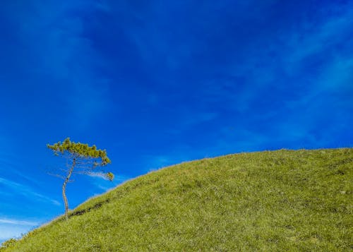Darmowe zdjęcie z galerii z błękitne niebo, chmury, drzewo