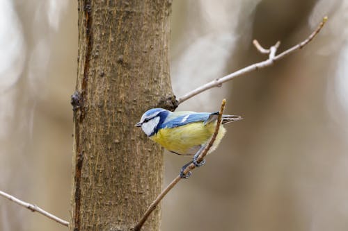 Free Eurasian Blue Tit Perched on a Twig Stock Photo