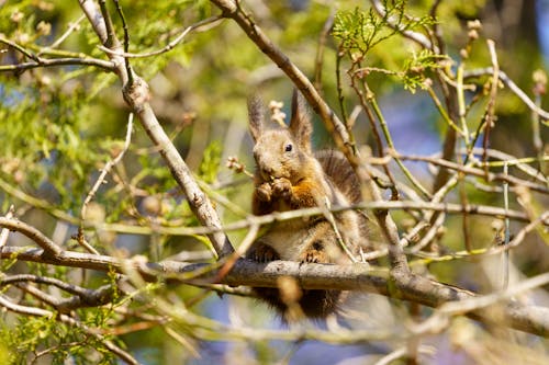 Brown Squirrel on Brown Tree Branch