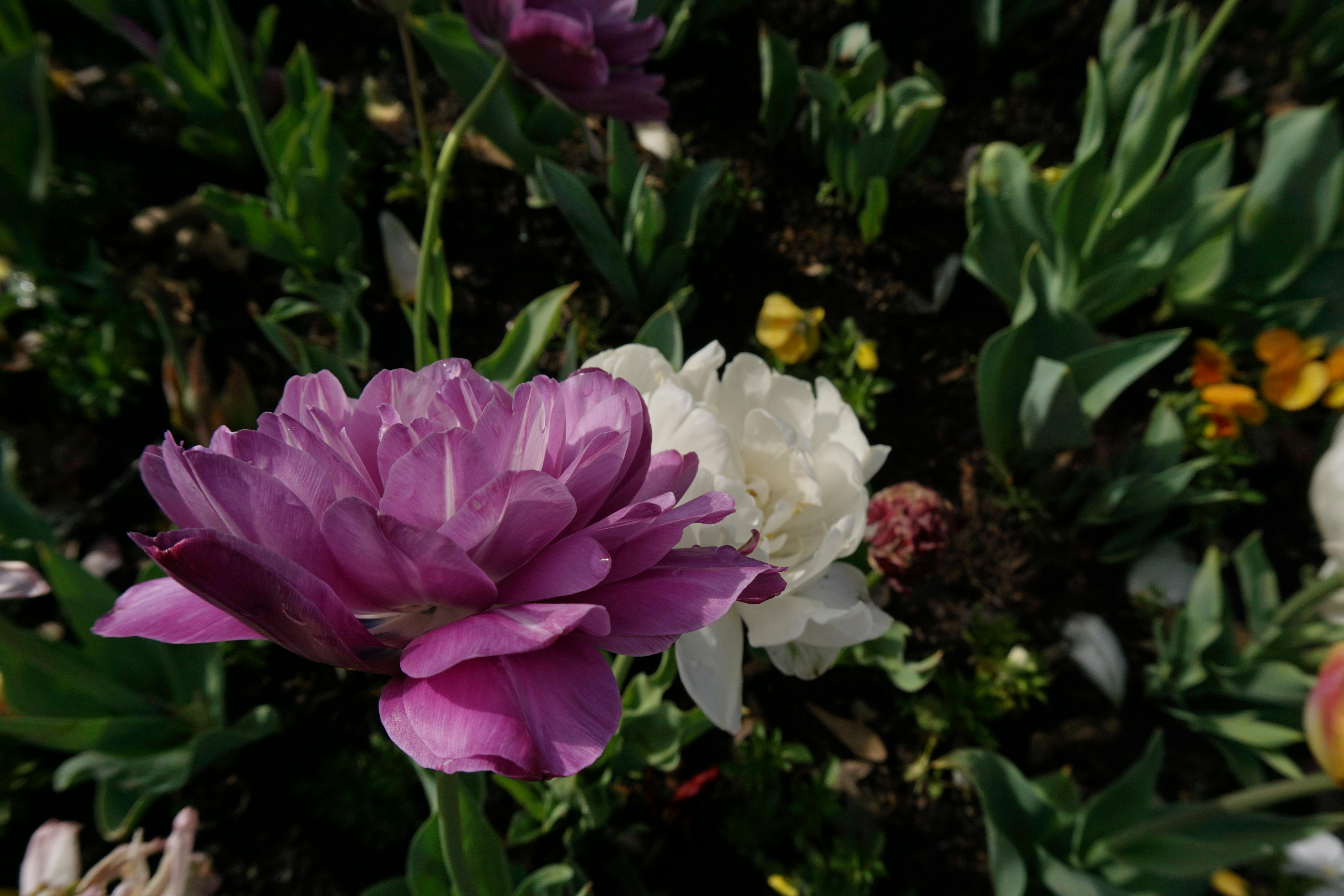 Free stock photo of beautiful flowers, daytime, flower