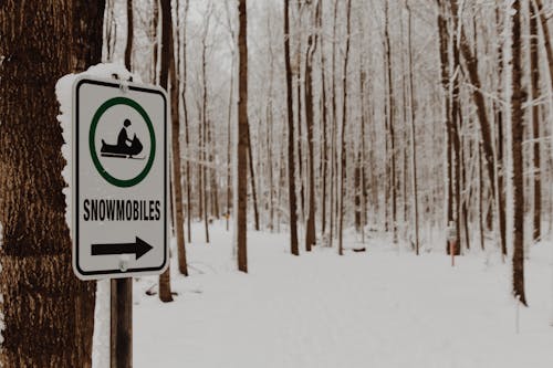 Základová fotografie zdarma na téma les, šíp, sněžný skútr