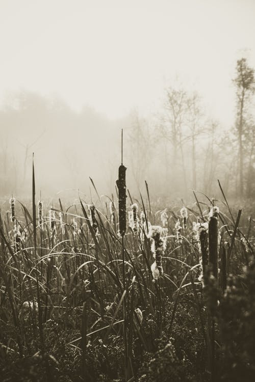 Free stock photo of cattails, fog, monochrome