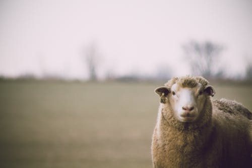 羊の浅い焦点写真