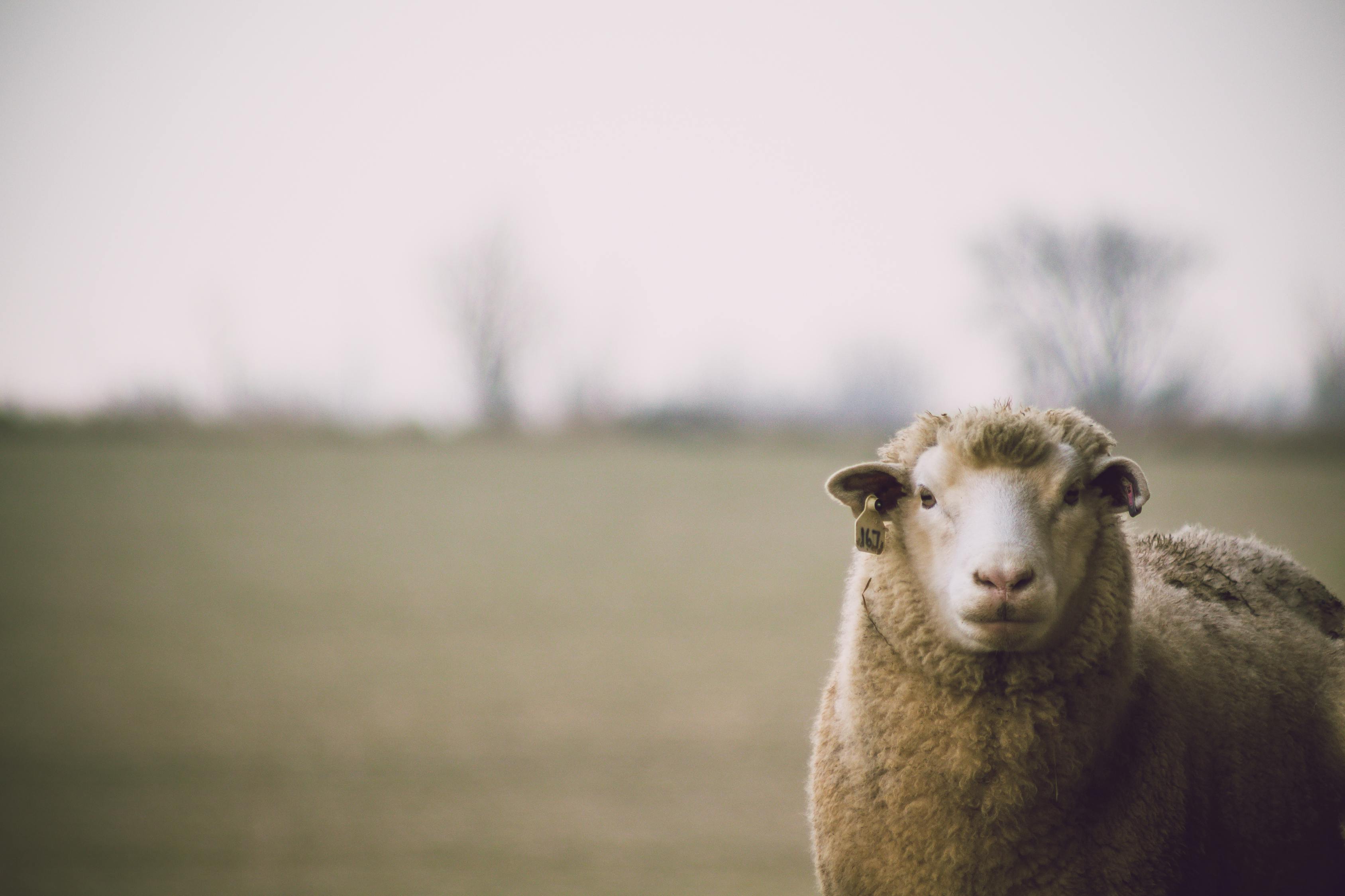 公羊 免费图片 - Public Domain Pictures