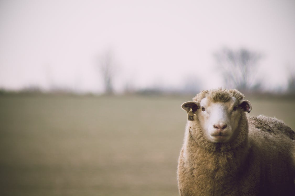 Free Shallow Focus Photography of Sheep Stock Photo