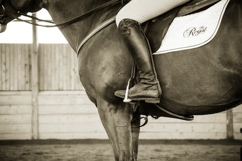 Бесплатное стоковое фото с лошадь, монохромный, нога