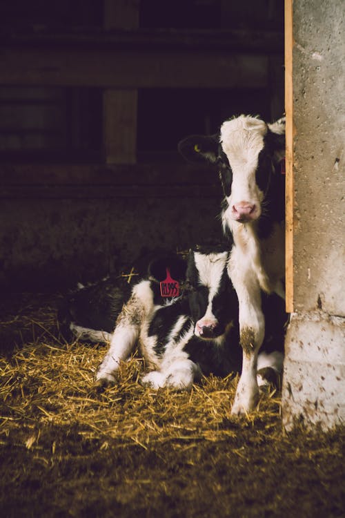 Deux Vaches Blanches Et Noires à L'intérieur De La Remise