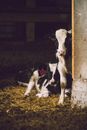 Two White-and-black Cows Inside Shed