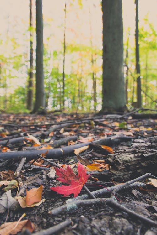 Free stock photo of canada, forest, forest floor