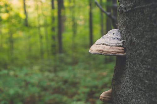 Бесплатное стоковое фото с гриб, дерево, лес
