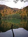Green and Brown Trees Beside Lake