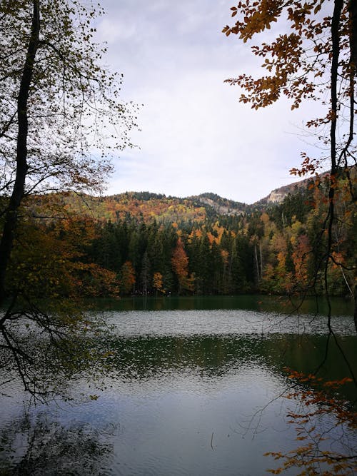 Free Green Trees Near Lake Under Cloudy Sky Stock Photo