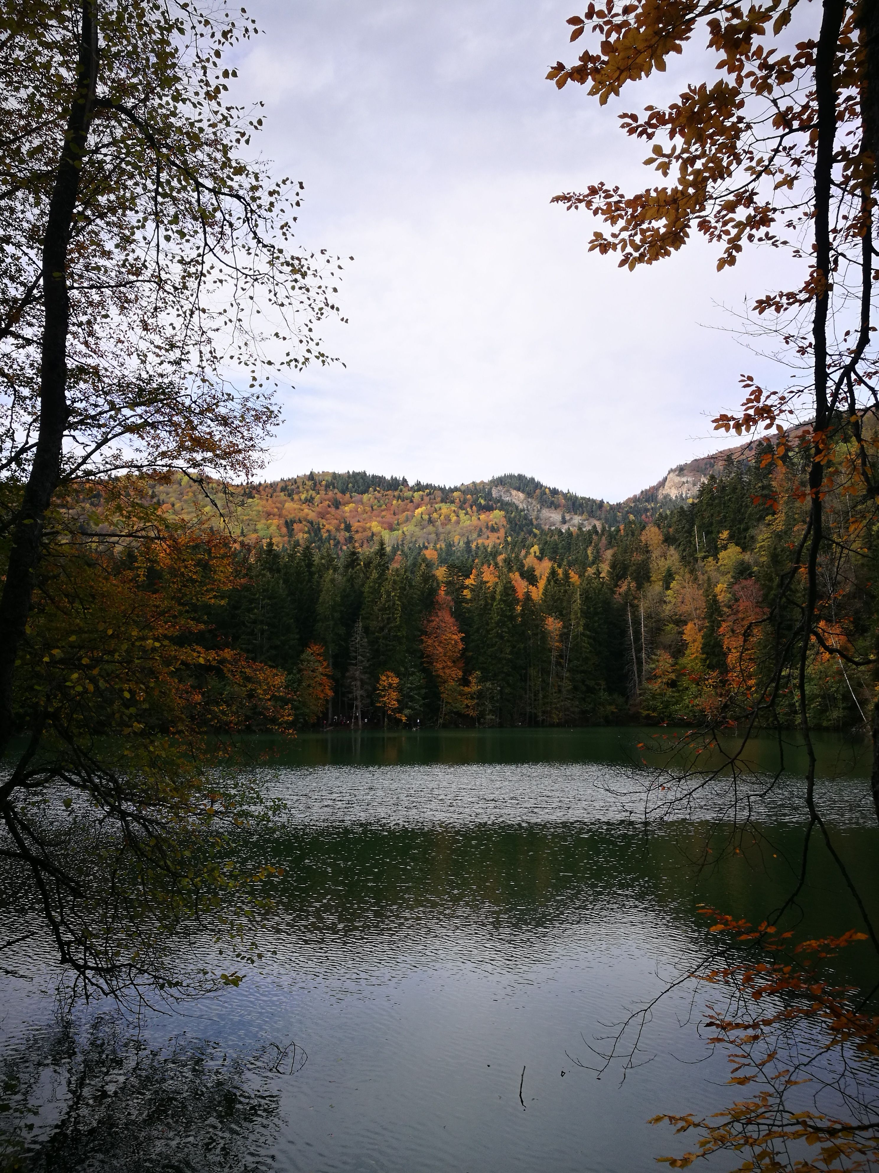 Green Trees Near Lake Under Cloudy Sky · Free Stock Photo