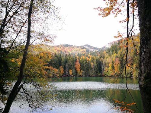 Green and Brown Trees Beside Lake