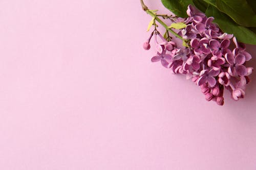 Free stock photo of background, birthday, blooming