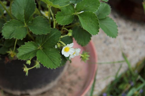 Free stock photo of berries, blooming, food