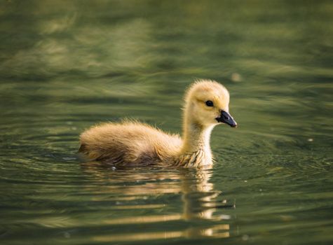 A fluffy gosling swims effortlessly on a calm pond reflecting natural beauty.