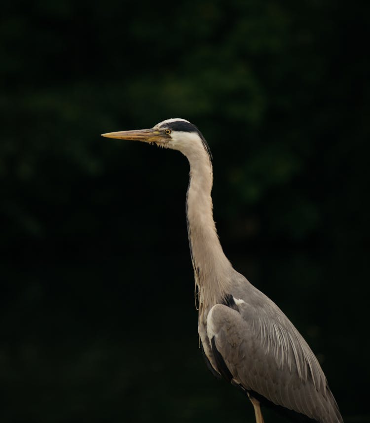 Great Blue Heron In Zoo On Black Background