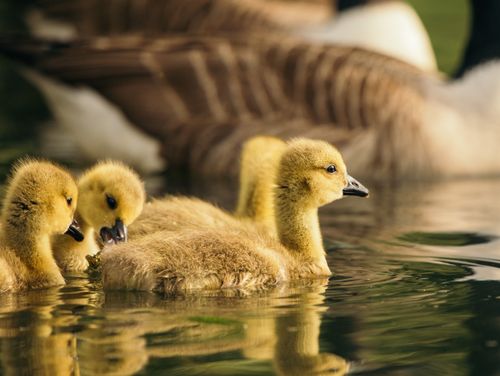 Free Side view of flock of small fluffy ducklings floating on rippled water in zoological garden Stock Photo