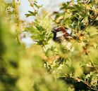 Side view of small predatory bird sitting on tree twig among colorful foliage in summer