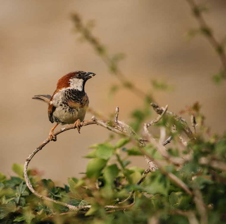 Photo of Bird Perched on Twigs
