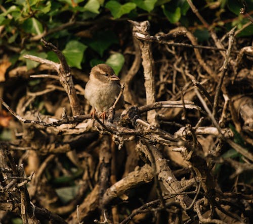 Brown Bird on Brown Tree Branch