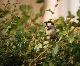 Small bird on tree twig in zoo