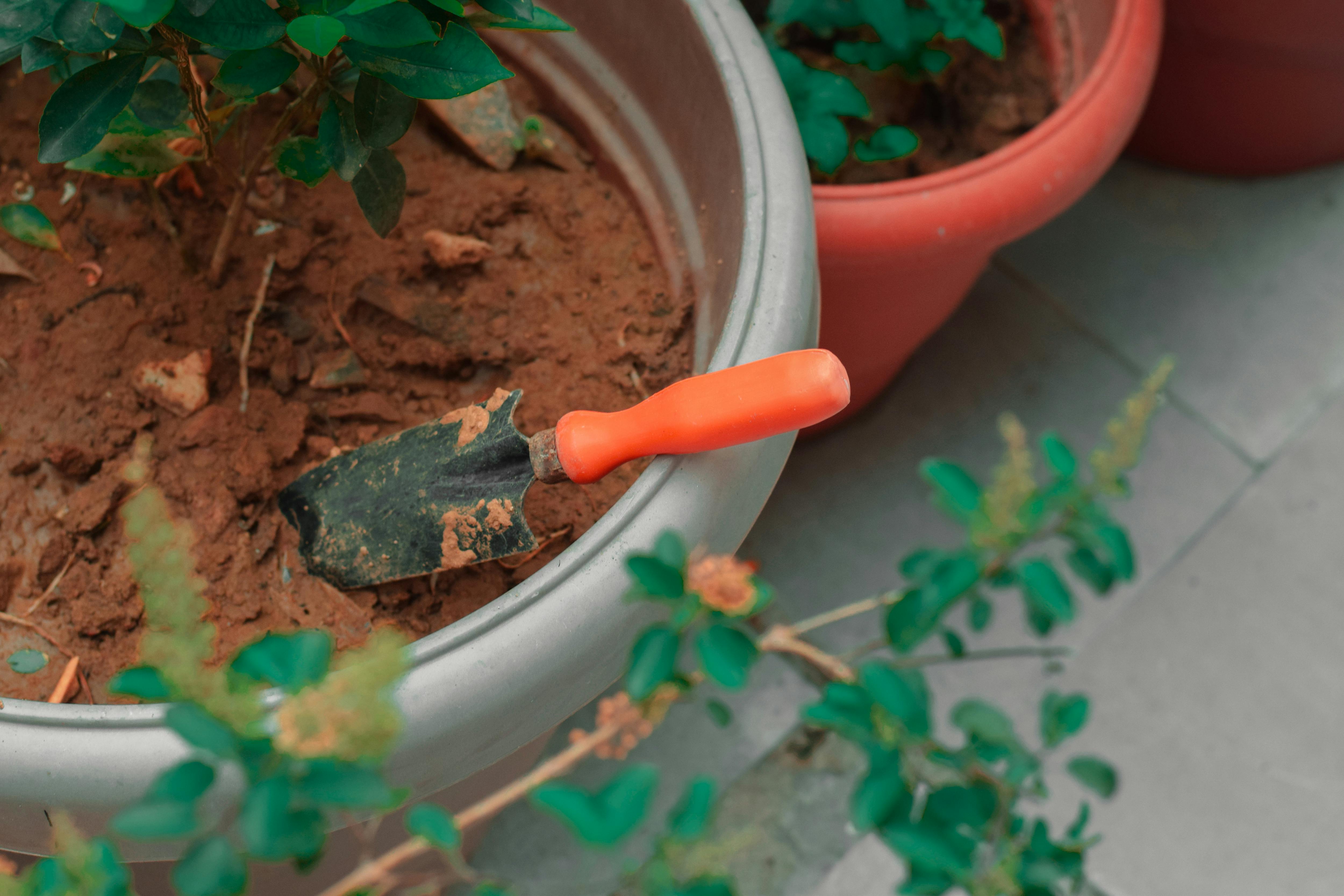 Techniques de transplantement pour assurer la réussite