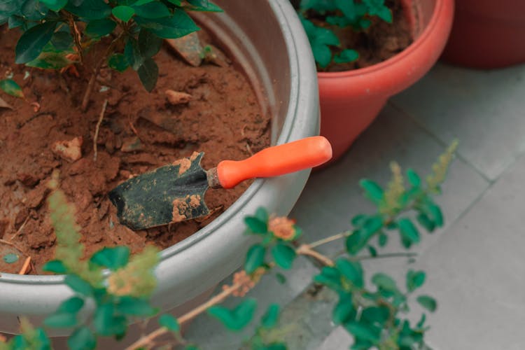 Pot Plant With Seedling And Gardening Shovel 