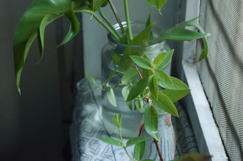Free Vibrant green houseplant leaves in a clear glass vase by a window, creating a serene indoor atmosphere. Stock Photo
