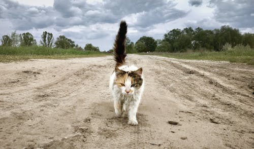 Základová fotografie zdarma na téma divoký, domácí mazlíček, kočka