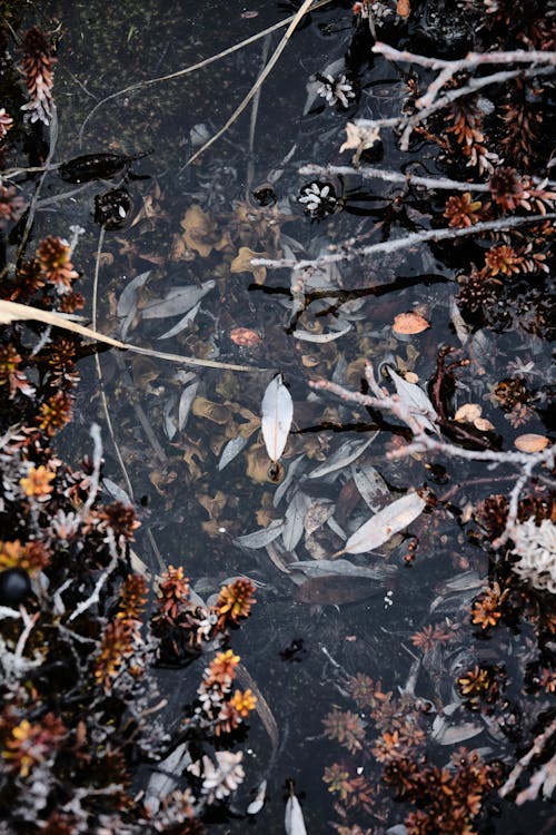 From above of faded flowers with tree twigs and leaves in pure water in fall in daytime