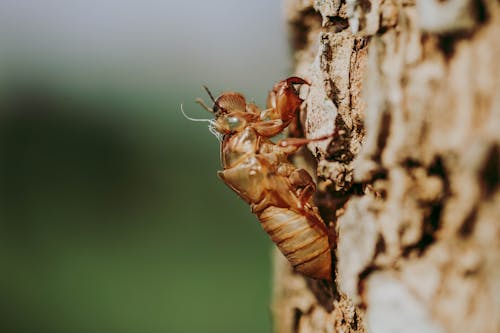 Foto d'estoc gratuïta de beetle, enfocament selectiu, escorça d'arbre
