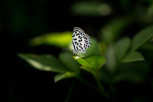 Free A detailed shot of a white butterfly with black spots resting on a vibrant green leaf. Stock Photo