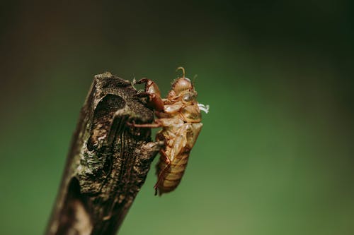 Kostenloses Stock Foto zu ast, grünem hintergrund, käfer