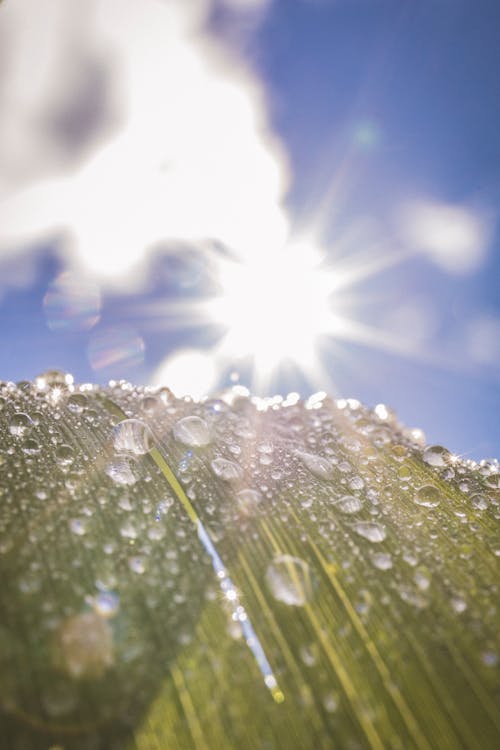 Free stock photo of brillo del sol, fotografía de plantas, gotas de agua