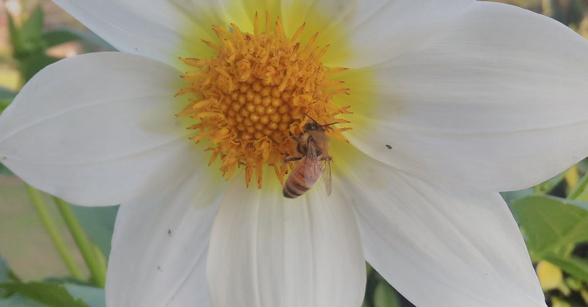Free stock photo of bee on flower, nature photography, white flower