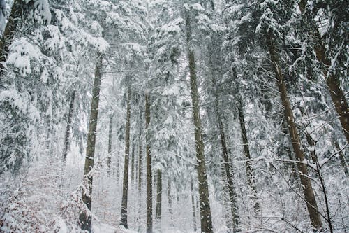 Fotobanka s bezplatnými fotkami na tému mier, pokojný, sneh