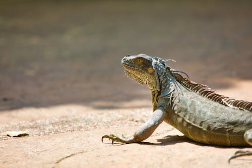 Δωρεάν στοκ φωτογραφιών με iguana, άγρια φύση, εξωτικός