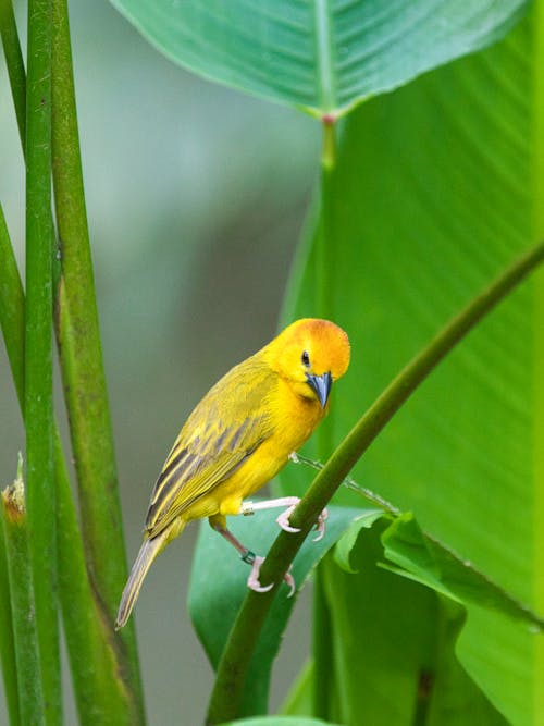 Yellow Bird on Green Stem