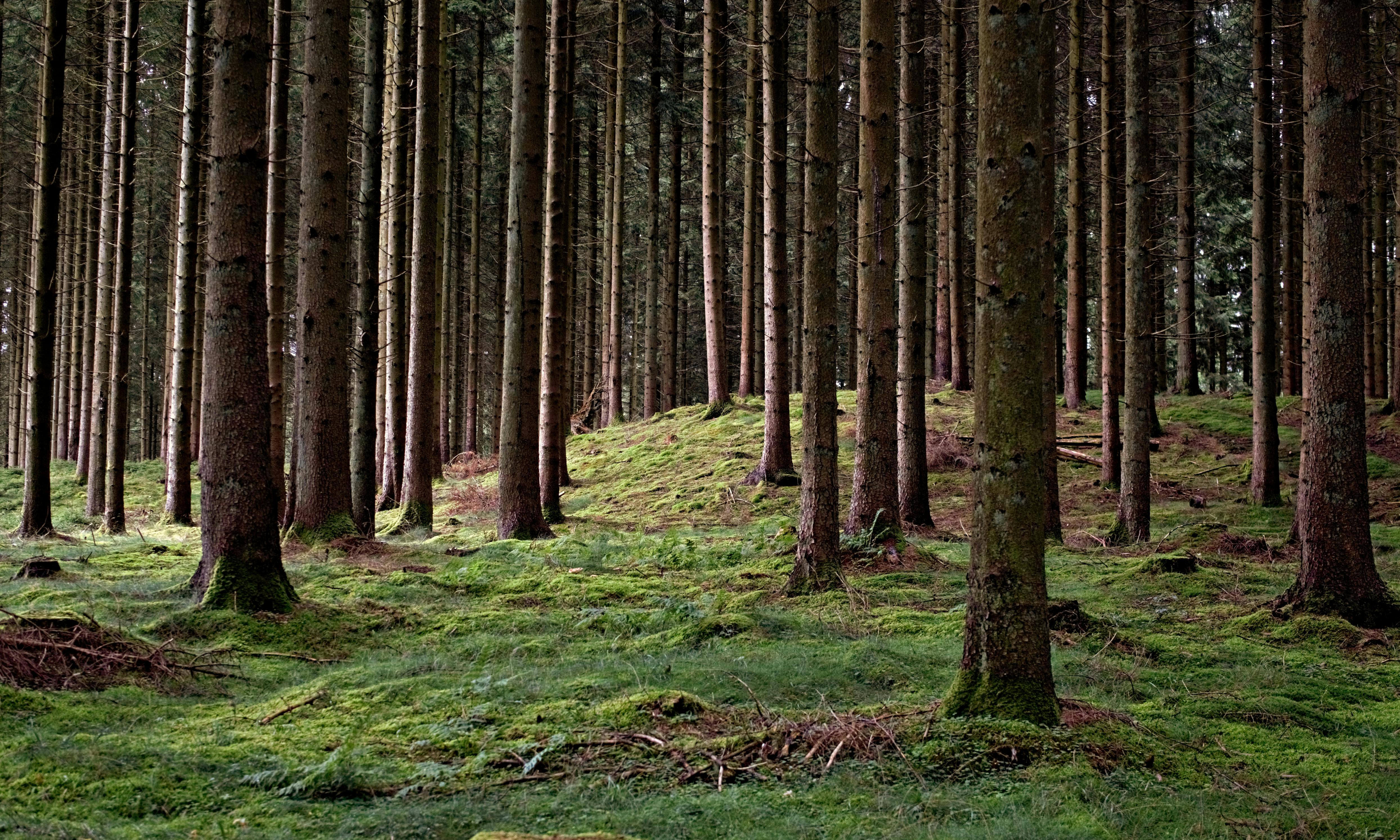A tranquil forest scene featuring tall trees and lush green mossy ground.