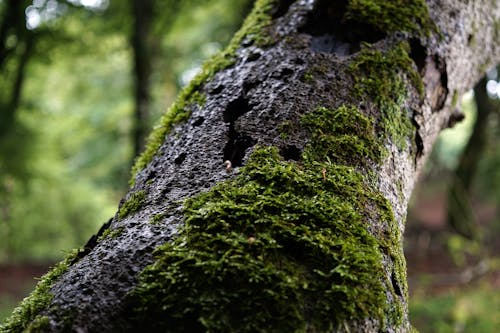 Mossy tree trunk in forest in daytime