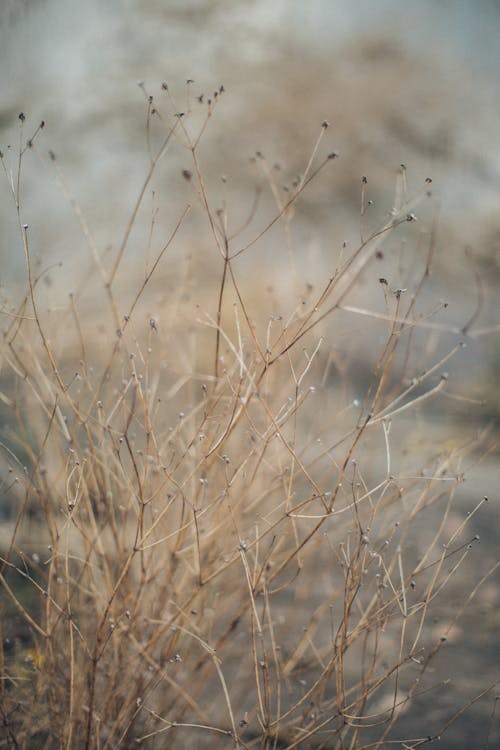 From above scenery view of golden fragile thin stalks growing in countryside in fall