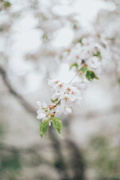 alan derinliği, bahar, Bahar çiçeği içeren Ücretsiz stok fotoğraf