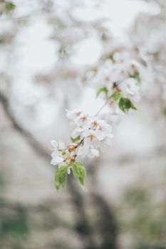 柔和的焦点下，美丽的樱花体现了春天的温柔本质