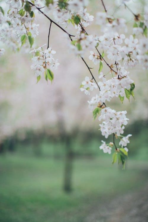 alan derinliği, bahar, Bahar çiçekleri içeren Ücretsiz stok fotoğraf