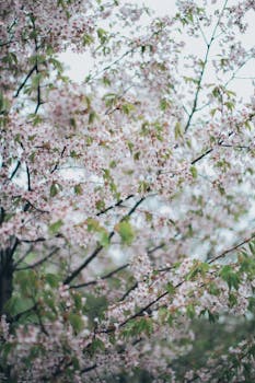 樱花盛开的美丽景色，是春天精髓的体现