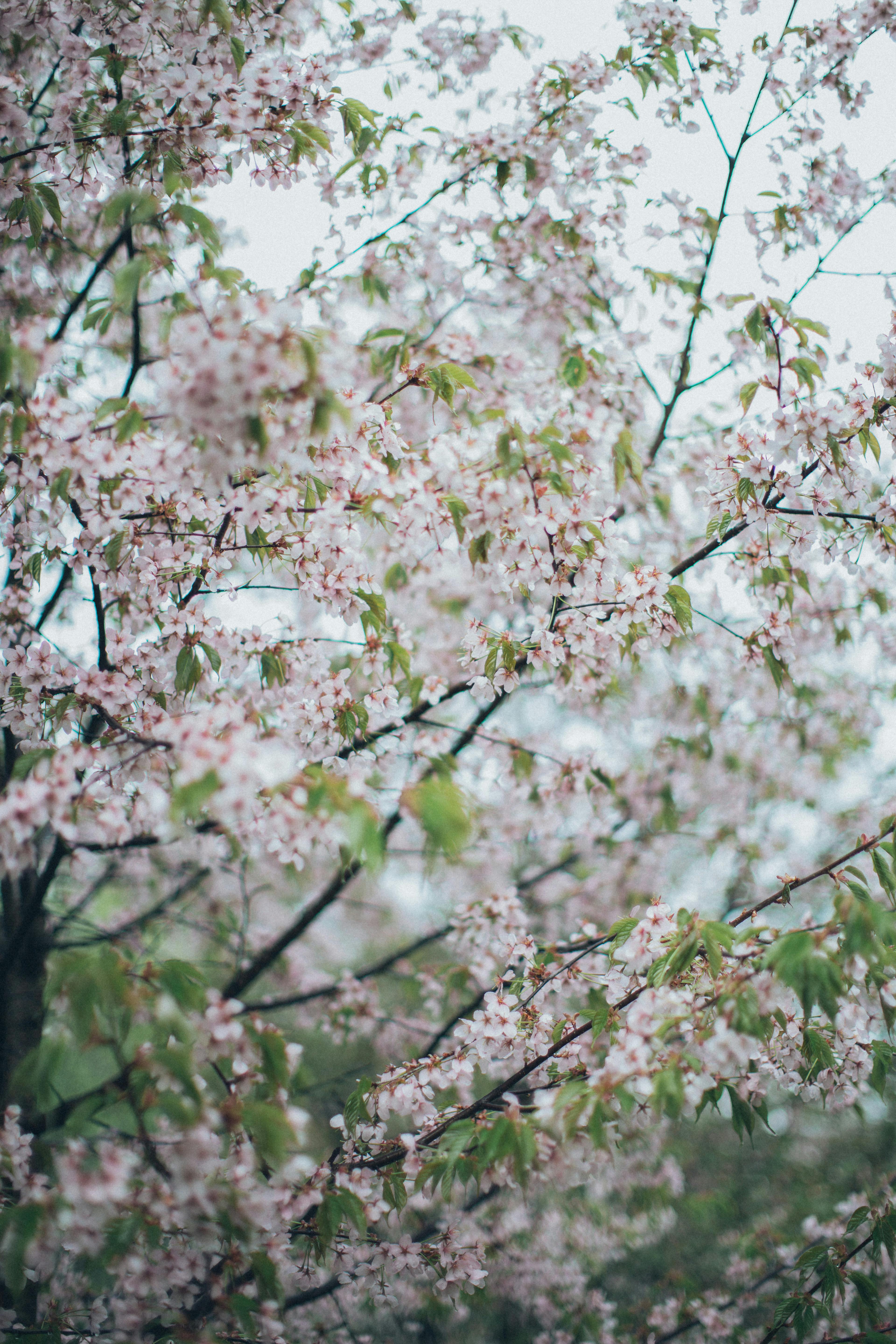 White Cherry Blossom Tree · Free Stock Photo