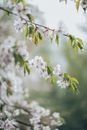 樱花特写宁静，树枝上挂着水滴