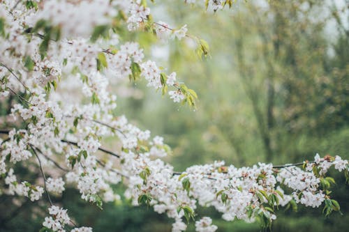 Free White Cherry Blossoms Stock Photo